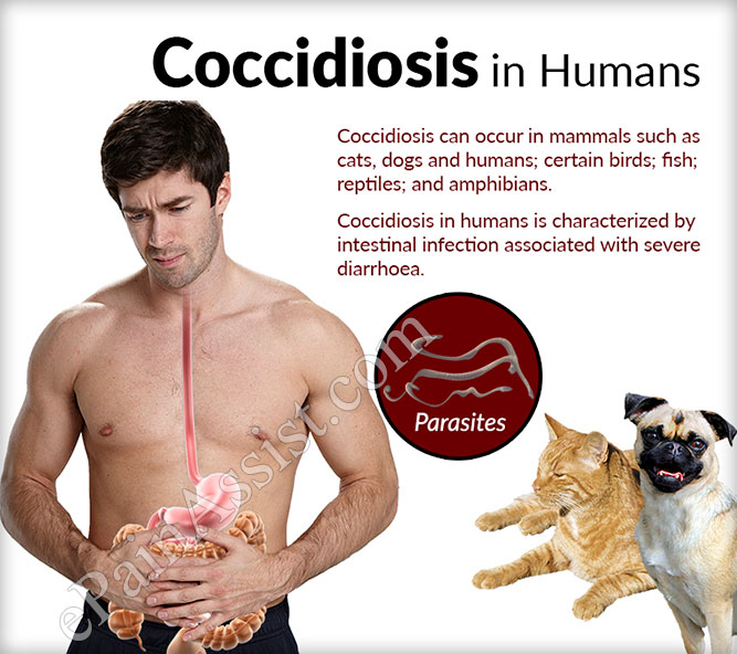 what are the symptoms of coccidia in dogs